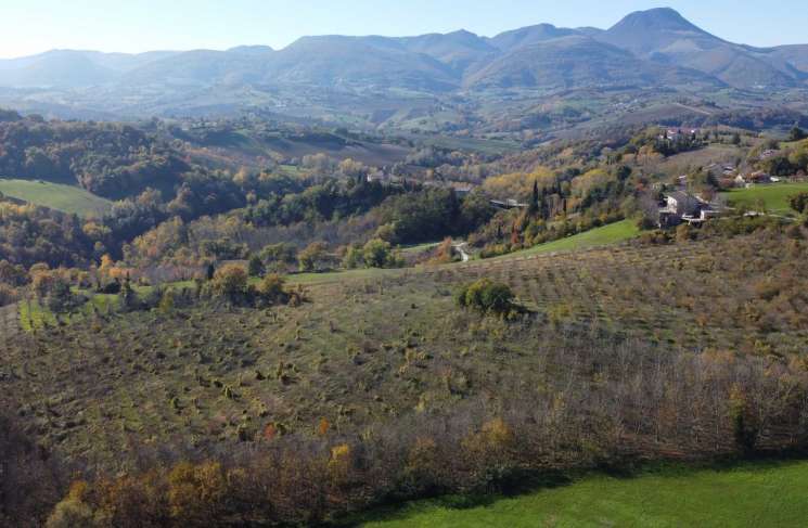 Why invest in Le Marche?